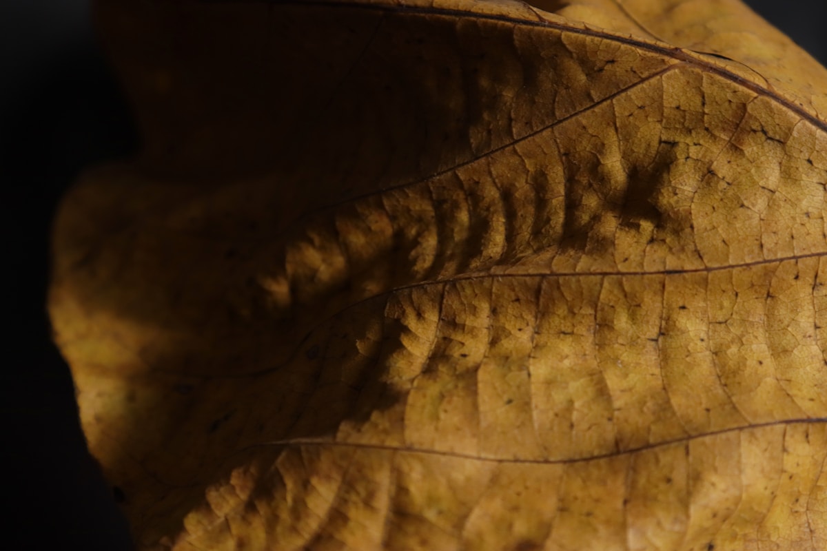Close-up of a dry, textured leaf with prominent veins.