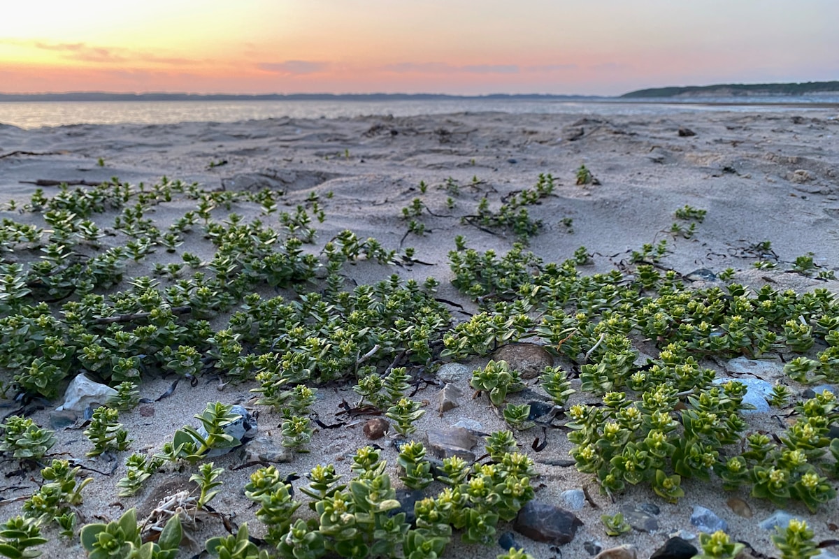 a bunch of plants growing out of the sand