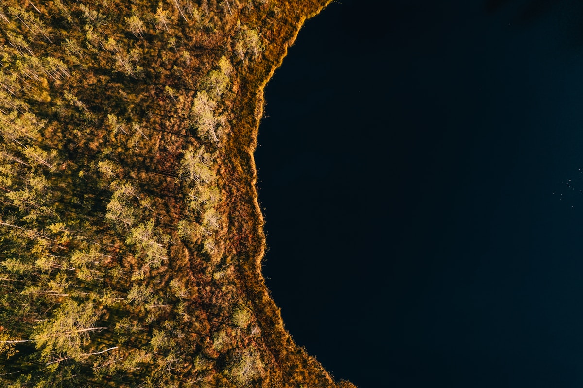 a tree with yellow leaves