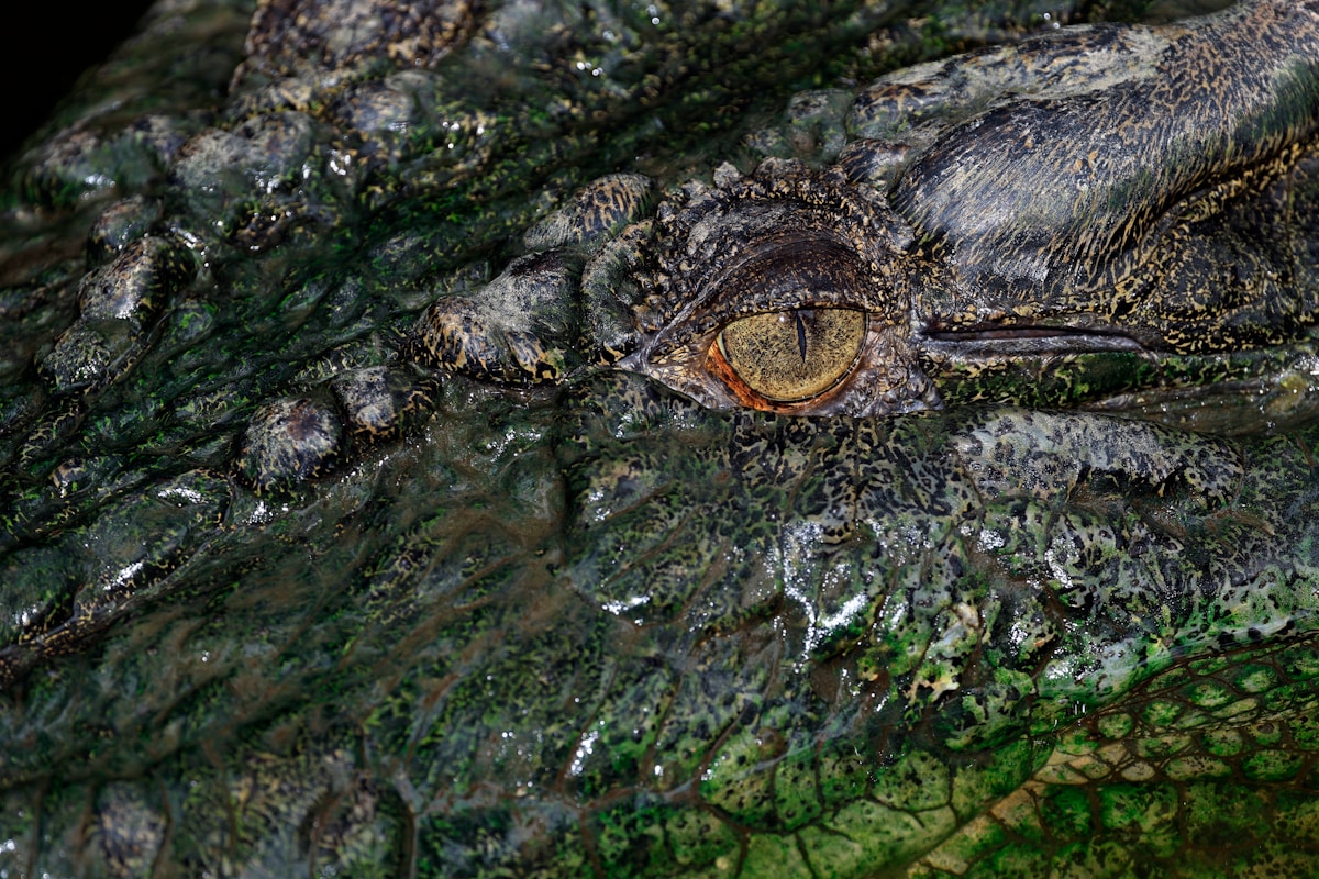 a close up of a crocodile's eye and skin