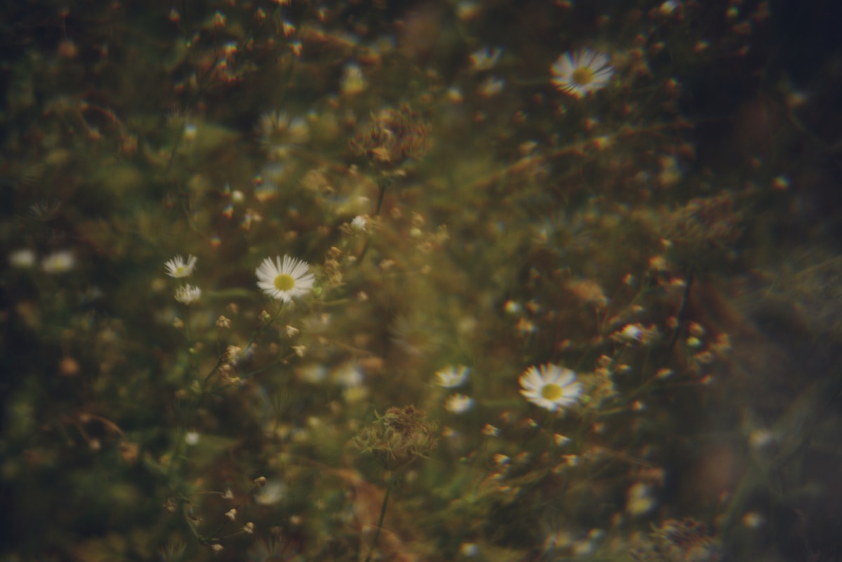 Small white flowers scattered among green foliage.