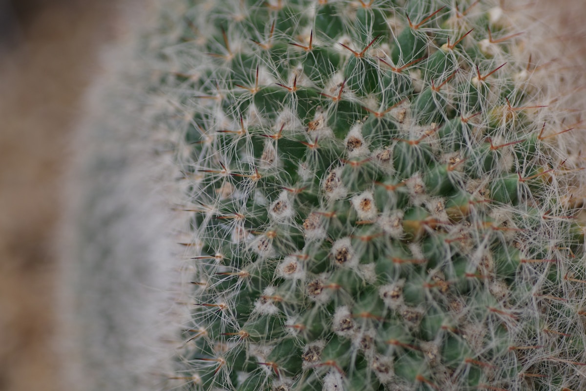 A close up of a cactus plant with a blurry background