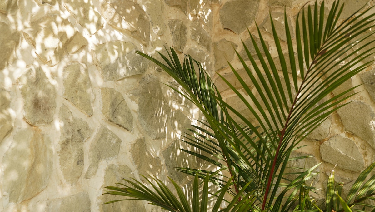 Feuilles de palmier verdoyantes sur fond de pierre naturelle.