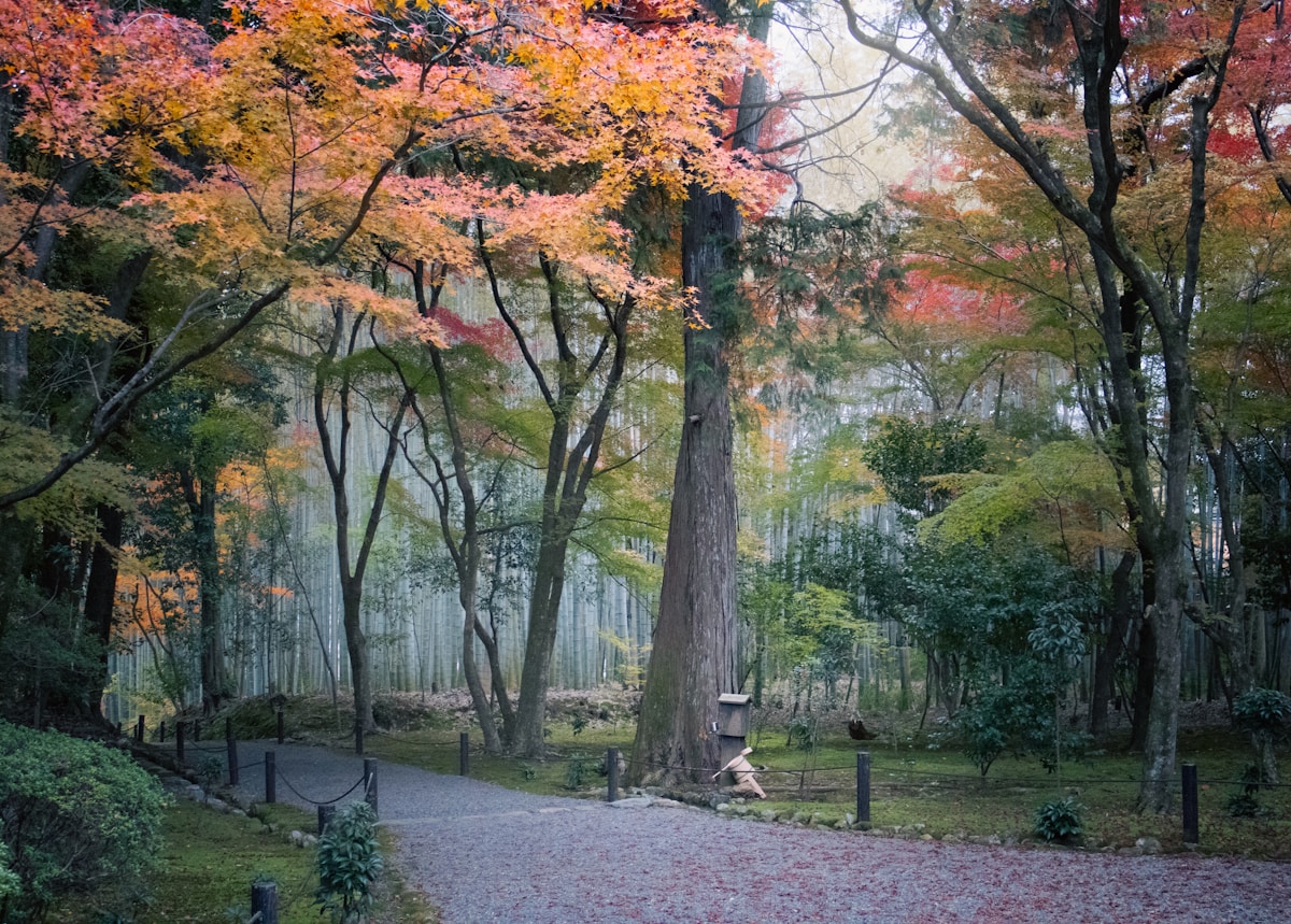 Forêt d'automne avec feuillage coloré, sentier et végétation luxuriante.