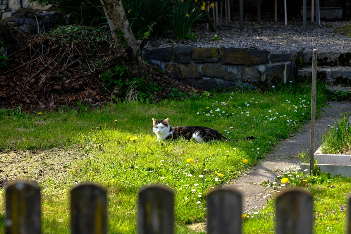 Chat dans un jardin verdoyant avec des fleurs.