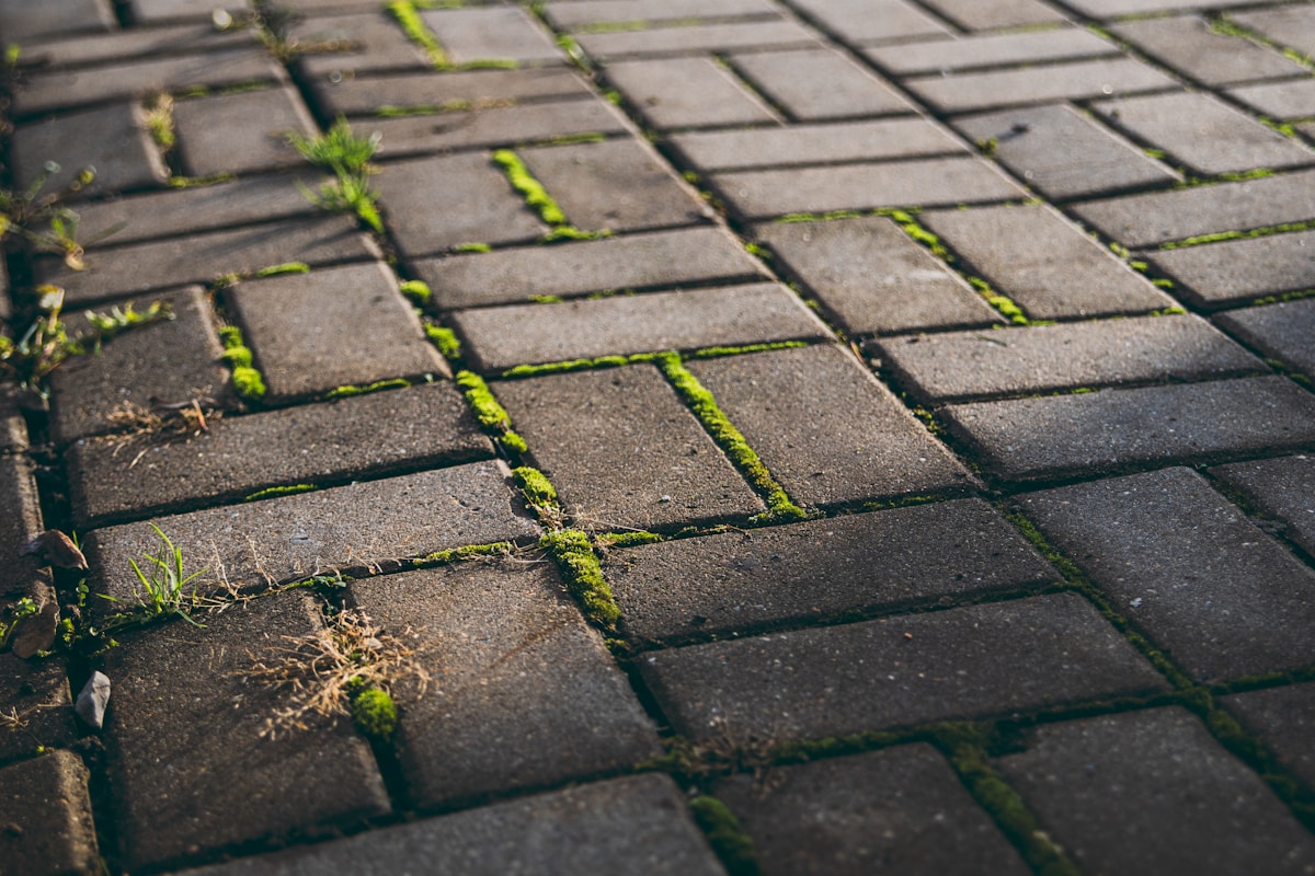 Carrelage de briques avec mousse verte entre les joints.